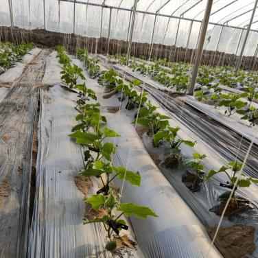 抗逆生根原粉加復合生物素在黃瓜定植后出現燒苗的情況下，噴施6天后的效果